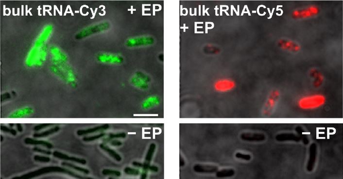 In vivo single-RNA tracking shows that most tRNA diffuses freely in live bacteria