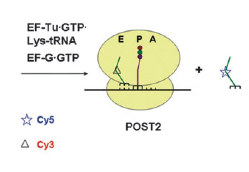 Synthesis and functional activity of tRNAs labeled with fluorescent hydrazides in the D-loop